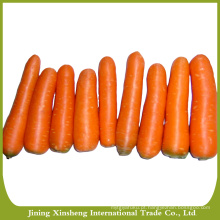 Fornecimento de novas culturas cenouras frescas